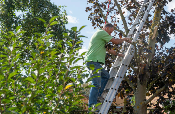 Tree Surgery